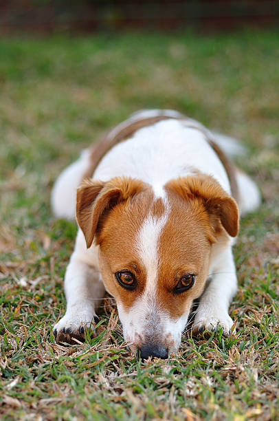 istock Sleepy Jack Russel pup 616225260