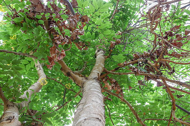 istock forest trees, nature green wood sunlight and dry leaf 616225308