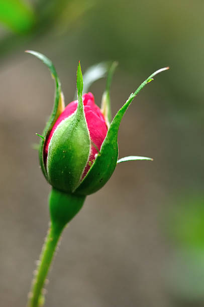 istock Colorful, beautiful, delicate rose petals and details 616225434