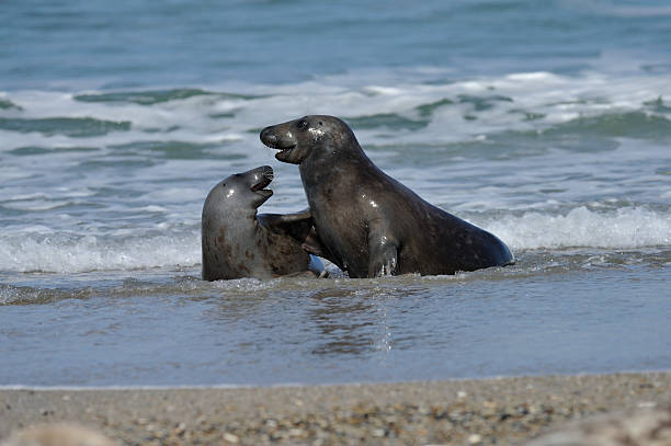 istock Gray seal, Halichoerus grypus 616225638