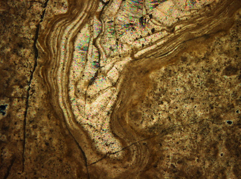 Microscopic photography of crystal and shell fragmets of marine creatures and associated limestone rocks.