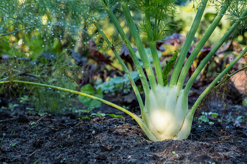 Fennel plant growing in the herbs and vegetables garden