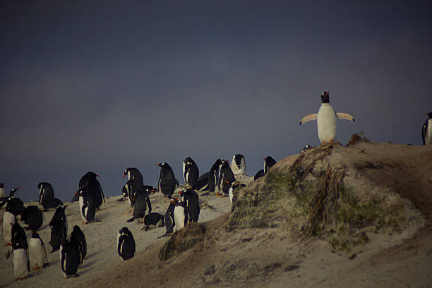 istock Gentoo Penguins at volunteer point 616227624