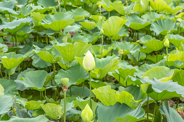 istock Bud of a lotus flower 616228412