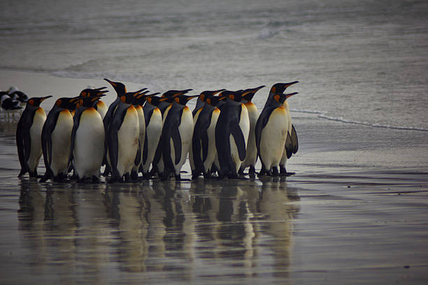 istock King Penguins at volunteer point 616228442