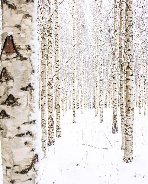 istock Scandinavian winter scenery in birch woods. 616228556
