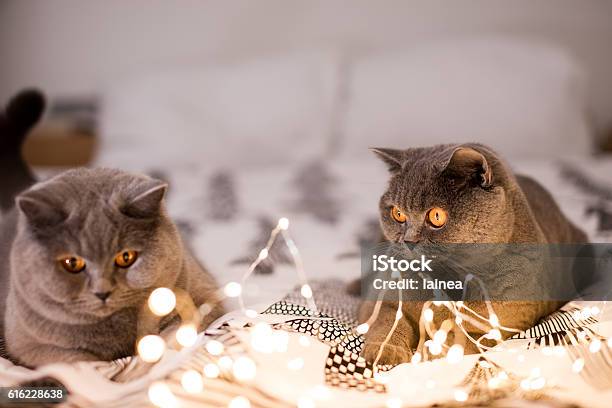 Zwei Katzen Spielen Mit Weihnachtsbeleuchtung Stockfoto und mehr Bilder von Amerikanisch Kurzhaar - Amerikanisch Kurzhaar, Bildhintergrund, Dekoration