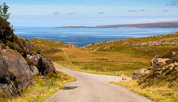 istock Sheep on a Highland lane 616229214