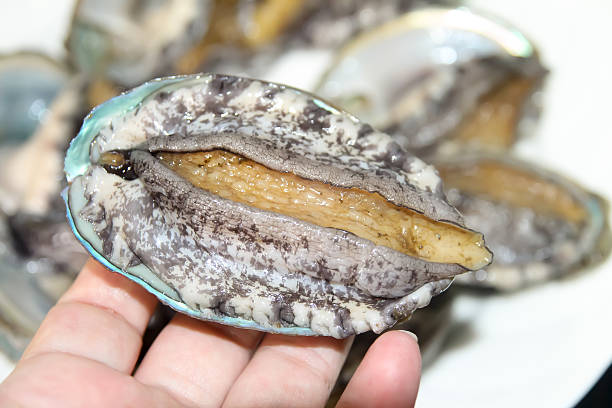 istock abalone / seafood / marine products 616231614