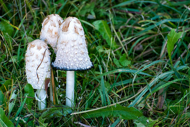 istock Cluster of mushrooms 616231620