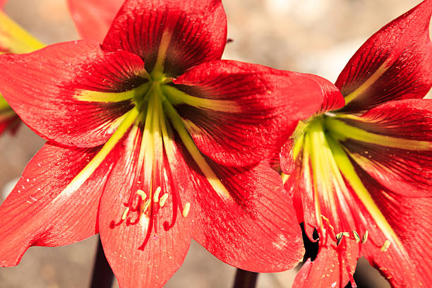 istock Red Amarillys in detail 616231638