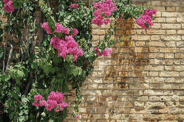 istock pink flowers on brick wall as a border 616233732