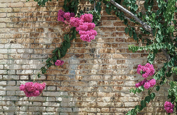 istock pink flowers on brick wall as a border 616233896