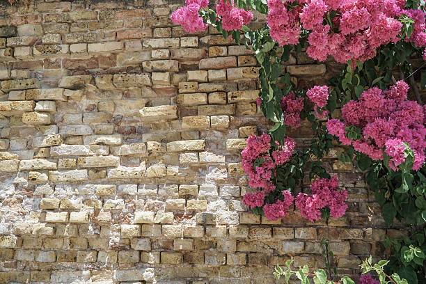 istock pink flowers on brick wall as a border 616234018