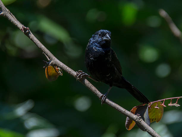 istock Ultramarine grosbeak (Azulão) II 616234082