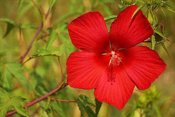 istock The Syrian hibiscus, garden flower 616234184