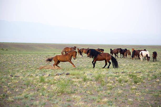 istock Mongolia: Mongolian Horses in the Gobi Desert 616235374