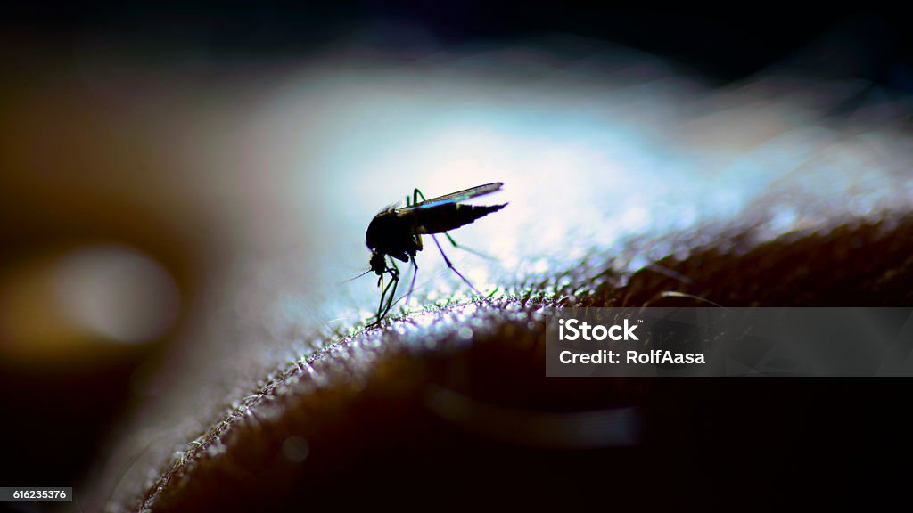 mosquito A mosquito in close-up and backlit by a LED lamp Mosquito Stock Photo