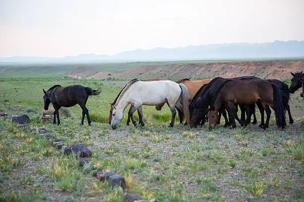 A herd of Mongolian Horses (Equus ferus caballus) grazing during the early morning on the grounds of the Gobi Anar Ger Camp in the Gobi Desert.