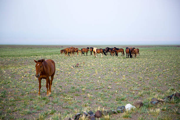 istock Mongolia: Mongolian Horses in the Gobi Desert 616235516