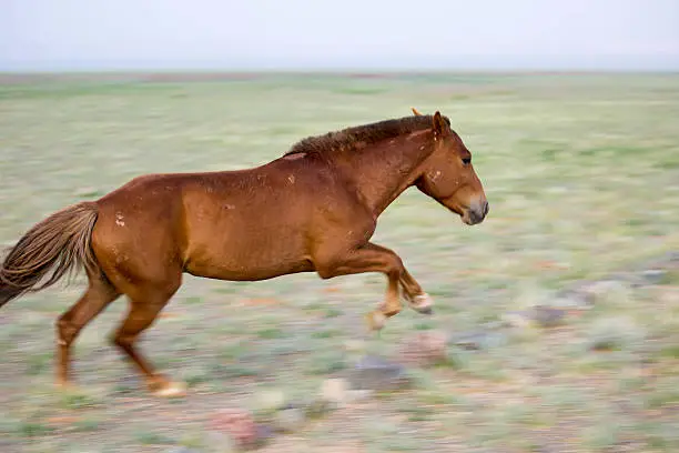 A young male Mongolian Horse (Equus ferus caballus) running on the grounds of the Gobi Anar Ger Camp in the Gobi Desert.