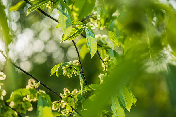 Elm tree leaves Elm tree leaves elm tree stock pictures, royalty-free photos & images