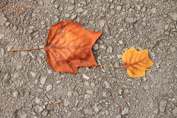 istock Two autumn maple leaves on the street 616238384