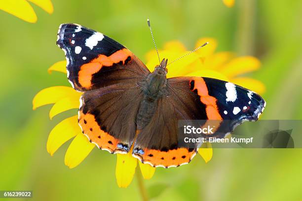 Admiral Stock Photo - Download Image Now - Red Admiral Butterfly, Black-Eyed Susan, Butterfly - Insect