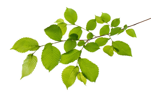 branch with leaves (beech isolated)