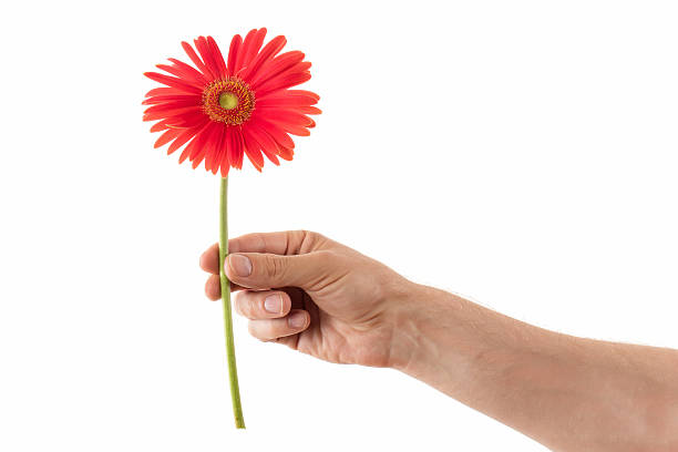 flor y mano de gerbera (aisladas) - gerbera daisy single flower flower spring fotografías e imágenes de stock