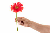 Gerbera flower and hand (isolated)