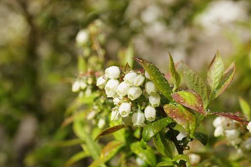 Blueberry blossom in spring