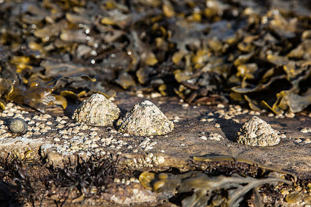 istock limpet mollusk and seaweed on a rock 616243480