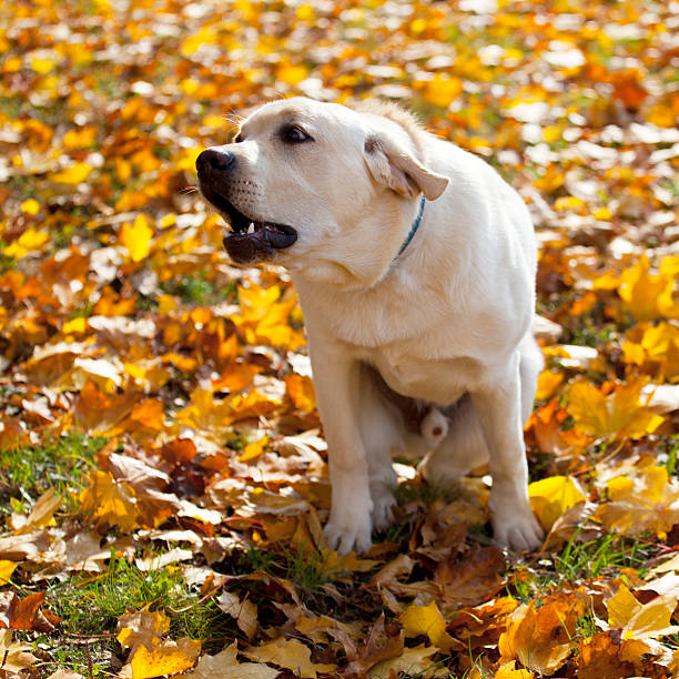 istock Labrador Retriever in Autumn Leaves 616243514