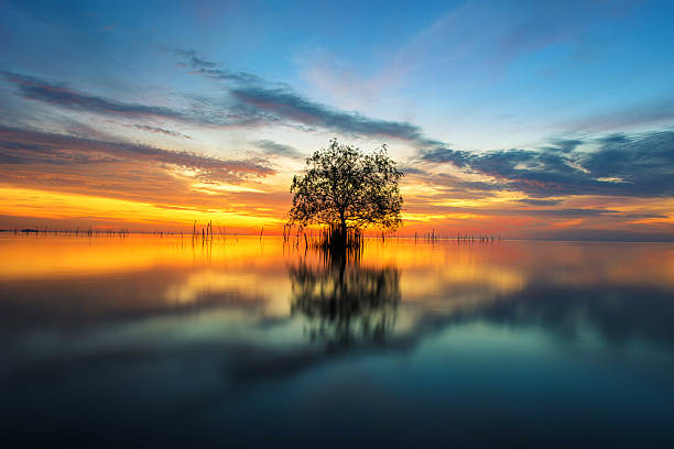 istock Tree by the sea with the beautiful morning sun. 616244796