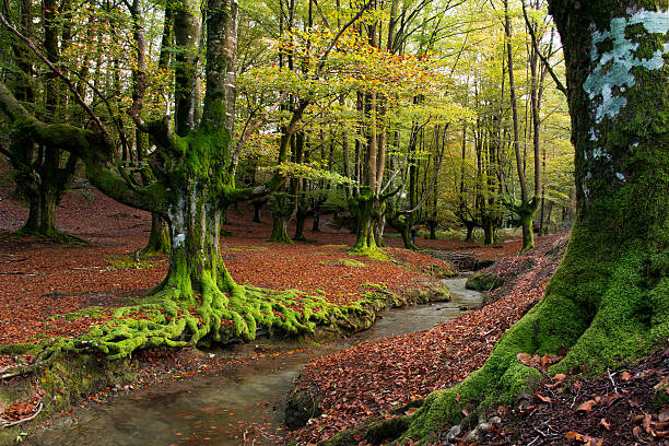istock colorful otzarreta forest at gorbea natural park, biscay 616244884