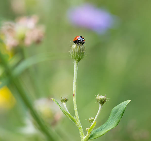istock Ladybug on top of plant 616244970