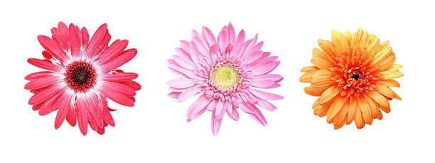 istock Flowers on a white background isolated 616244972