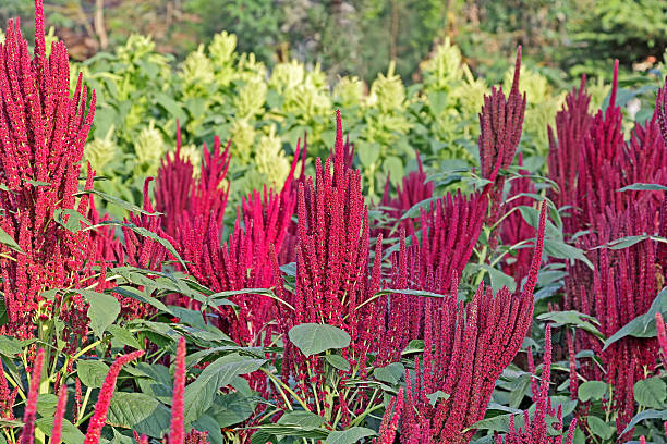 istock Indian Red and Green Amaranth Field 616244978