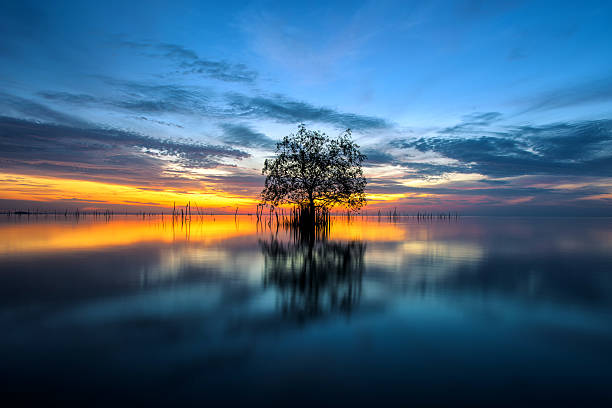 istock Tree by the sea with the beautiful morning sun. 616244986