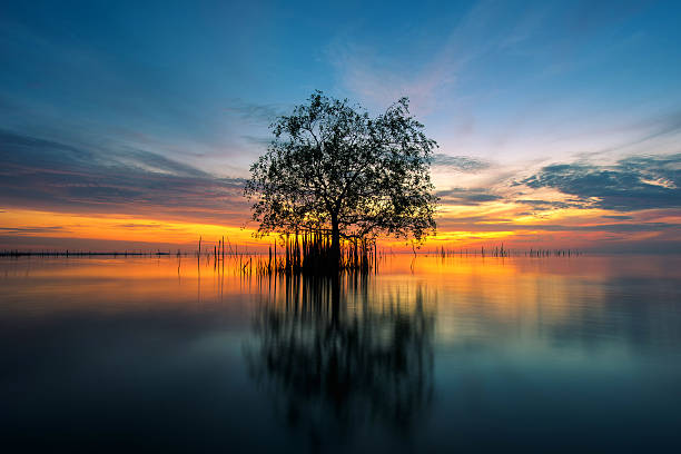 Tree by the sea with the beautiful morning sun.