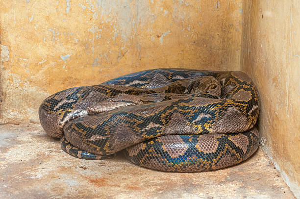 Python Eatting Human 690+ Snake Eating Human Stock Photos, Pictures & Royalty-Free Images ...