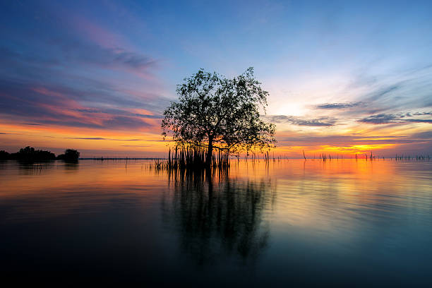 istock Tree by the sea with the beautiful morning sun. 616245438