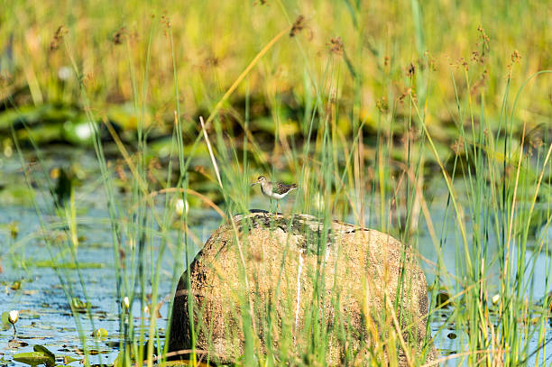 Solitary Sandpiper on rock