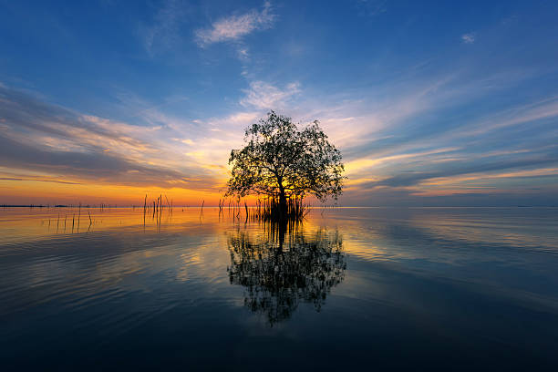 istock Tree by the sea with the beautiful morning sun. 616245652