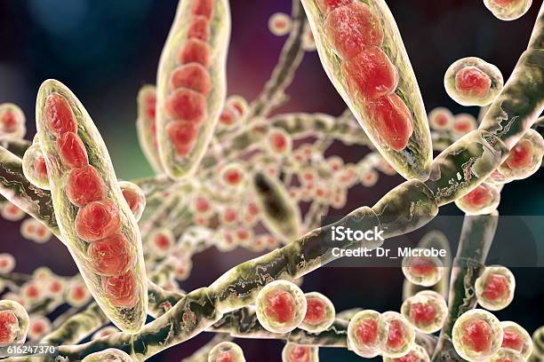 Fungi Trichophyton Illustration Stock Photo - Download Image Now - Ringworm, Athlete's Foot, Fungus