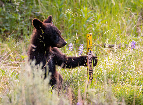 istock Cute little black bear cub in Yellowstone National Park 616247782