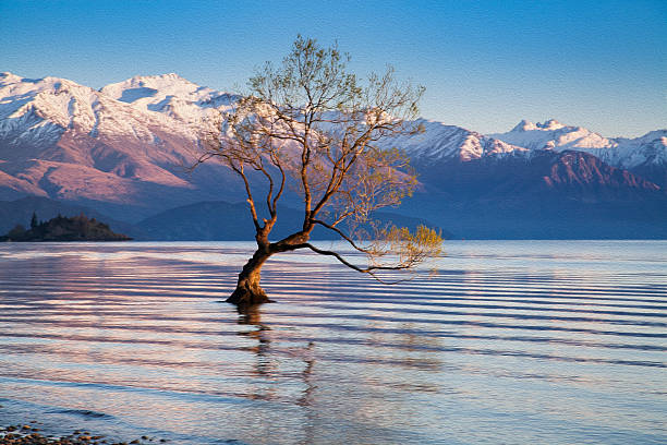 Wanaka tree in oil painting filtered stock photo
