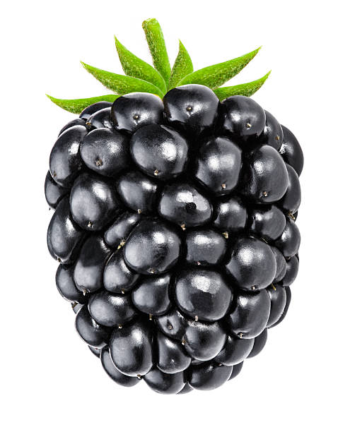 istock Blackberry isolated on white background with clipping path 616250524