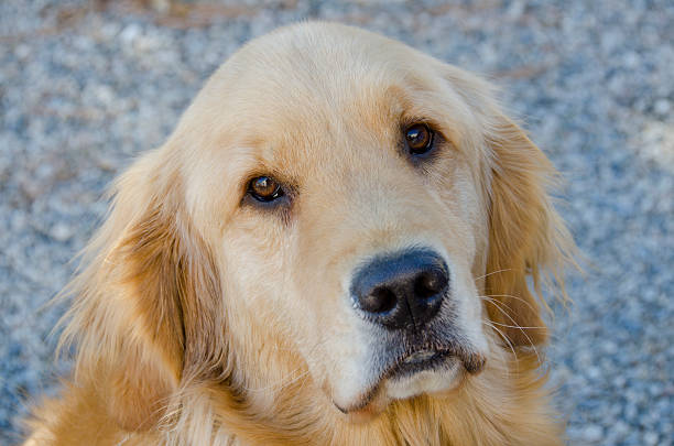 istock Golden Retriever Portrait 616251056